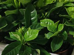 -盒马鲜生(顺义店)