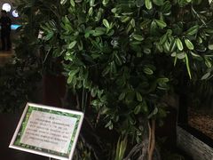 -芒洲湿地公园