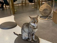 -飞行喵MR PILOT|猫舍·猫咖(静安大融城店)