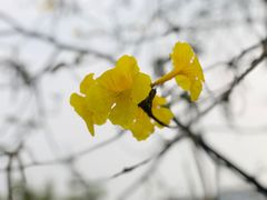 -天适樱花悠乐园