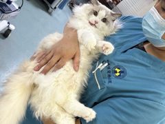 -动物缘宠物医院·骨科·猫科(西二环店)