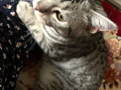 -清真·二嫂子煎饼果子(卫津路总店)