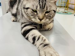 -糯米喵星人·撸猫猫舍咖啡馆(西市场嘉华店)