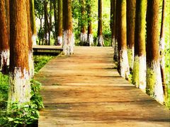 -艾溪湖湿地公园