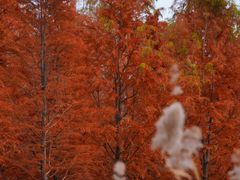 -黄海国家森林公园