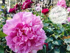 -人民公园(罗湖区)