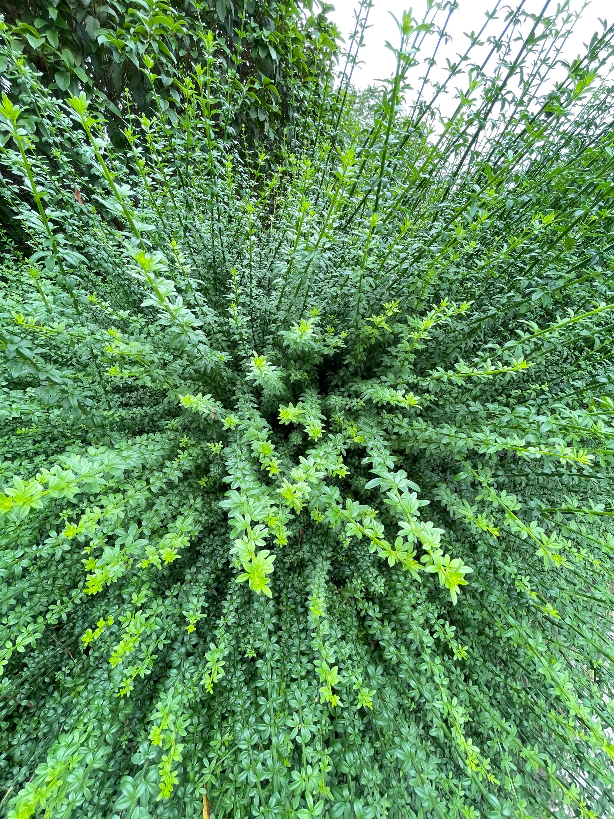 迎春花长什么样子图片