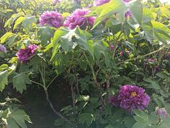 -洛阳市隋唐城遗址植物园