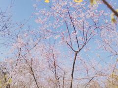 -桃花堤公园