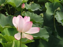 -荷塘月色湿地公园·向阳花洲
