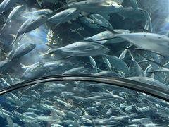 -上海海洋水族馆