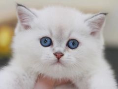 -猫十亿·布偶金渐层·曼基康矮脚猫舍(青年路店)