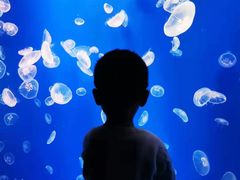 -江和美海洋公园