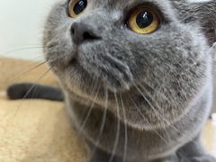 -芭比堂宠物医院·全科爱猫医院·仁德分院