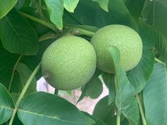 -南汇老顾农家乐采摘大团水蜜桃采摘店