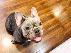 -柯斗斗主题餐厅·狗咖·围炉煮茶·茶饮(国瑞升平里店)