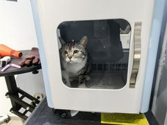 -PETKIT 小佩宠物·德文赛凯猫舍
