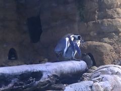 -迪拜水族馆及水下动物园