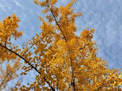 -汉长安城未央宫国家考古遗址公园