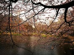 -北海道厅旧本厅舍(旧本庁舎)