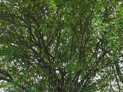 -南国桃园旅游度假区