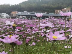 -红山村