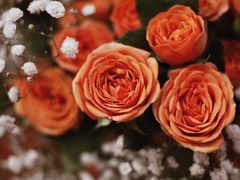 -循礼门鲜花花市(武汉循礼门店)