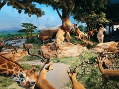 -国家自然博物馆