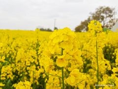 -三圣花乡旅游区