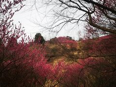 -新建村梅花
