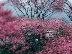 -重庆彩云湖湿地公园