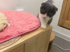 -豆老板的猫咖啡(碑林博物馆店)