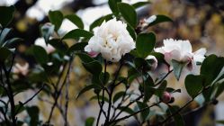 -苏州太湖国际会议中心·香山酒店·宴会厅