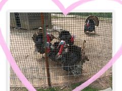 -前小桔亲子创意农场·草莓采摘·露营烧烤