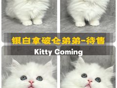 -小猫来了·猫舍(红山六九七九店)