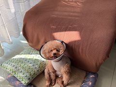 -关爱动物医院·心脏·中兽医·异宠(金牛路分院)