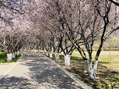 -石家庄市植物园