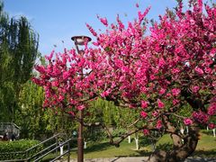 -元大都城垣遗址公园