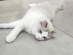 -Heymao猫咖.咖啡厅(东门店)