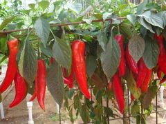 -莲塘味宝园牛杂(天越翔园店)