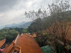 -深圳仙湖植物园