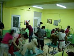 -优缇多格专业宠物美容师培训学校