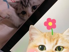 -糯米喵星人总部直营旗舰店·猫舍·幼猫出售