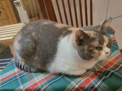 -有猫主题·治愈系猫咖(曾厝垵店)