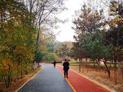 -大兴滨河森林公园