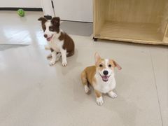 -共舞时光猫咖·狗咖(新街口店)