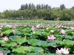 -蒲河岛湿地公园