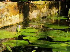 -国家植物园南园