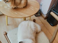 -猫咪派对(江南西店)