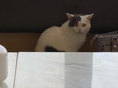 -喵园·猫主题咖啡厅·撸猫·猫咖(国贸店)